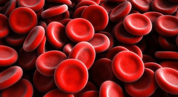 Anak Muda Tak Perlu Takut, Ini 5 Keuntungan Yang Bisa Kamu Rasakan Setelah Donor Darah!! 2 sel darah merah