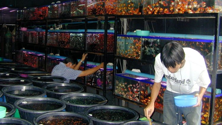 Tertarik Memulai Bisnis? Coba Mulai dengan Bisnis Budidaya Si Cantik Nan Menjanjikan Ini