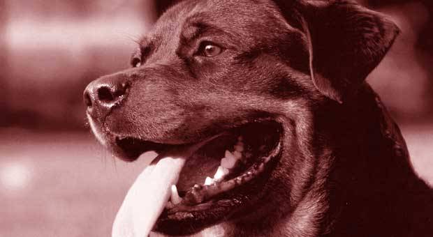 5 Jenis Anjing Penjaga Paling Tangguh!