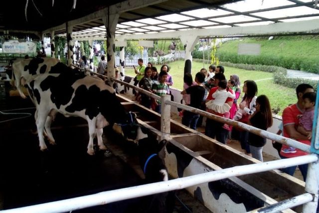 ngasih makan sapi