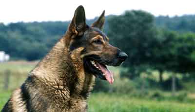 German Shepherd