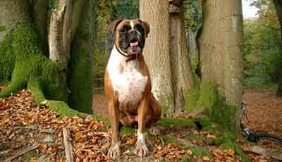 Anjing Boxer