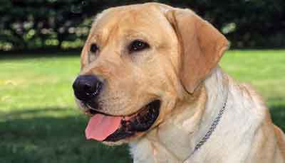 ​Labrador Retriever