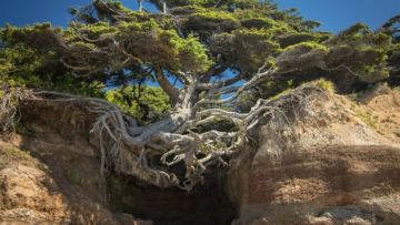 12 Foto Pohon Ajaib yang Seakan Nggak Bisa Mati. Tetap Bertahan Hidup Meskipun Sulit dan Terjepit!