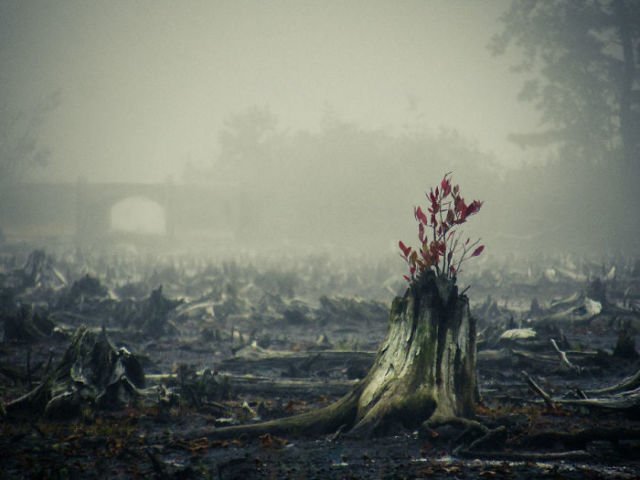 12 Foto Pohon Ajaib yang Seakan Nggak Bisa Mati. Tetap Bertahan Hidup Meskipun Sulit dan Terjepit!