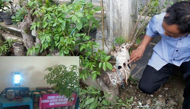 Mengenal Lebih Jauh Sosok Naufal Raziq, Penemu Energi Listrik dari Pohon Kedondong