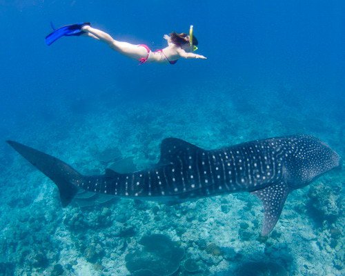 Surga Bawah Laut yang Indahnya Tiada Tara