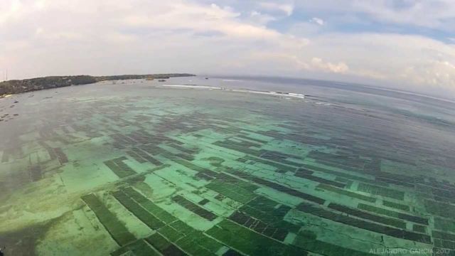 Bukan Cuma Snack Lezat, Rumput Laut Ternyata Jadi Kunci Untuk Selamatkan Dunia. Kamu Harus Tahu Nih