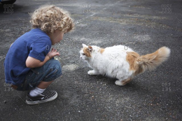 Menyapa kucing
