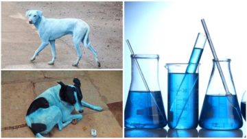 Kemunculan Anjing Biru Buat Heboh India. Bukan Spesies Baru, Kisah di Baliknya Begitu Menyedihkan