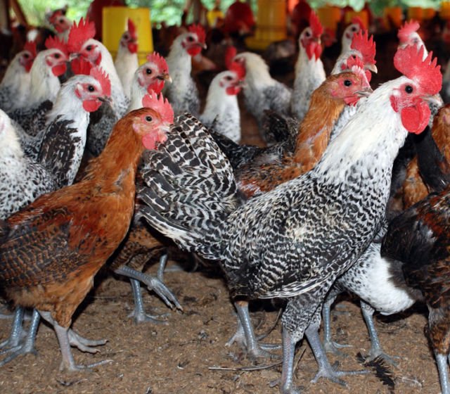 Kabarnya 90% Telur Ayam Kampung di Pasaran Ternyata Palsu! Simak Faktanya Berikut Biar Waspada