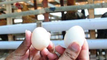 Kabarnya 90% Telur Ayam Kampung di Pasaran Ternyata Palsu! Simak Faktanya Berikut Biar Waspada