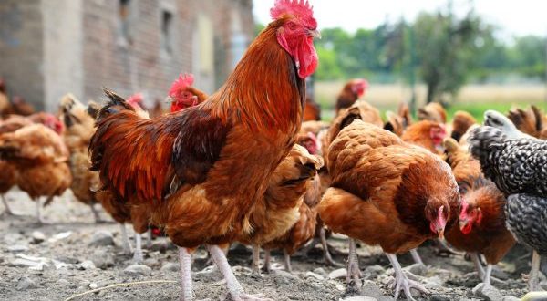 Kabarnya 90% Telur Ayam Kampung di Pasaran Ternyata Palsu! Simak Faktanya Berikut Biar Waspada