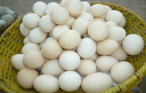 Kabarnya 90% Telur Ayam Kampung di Pasaran Ternyata Palsu! Simak Faktanya Berikut Biar Waspada