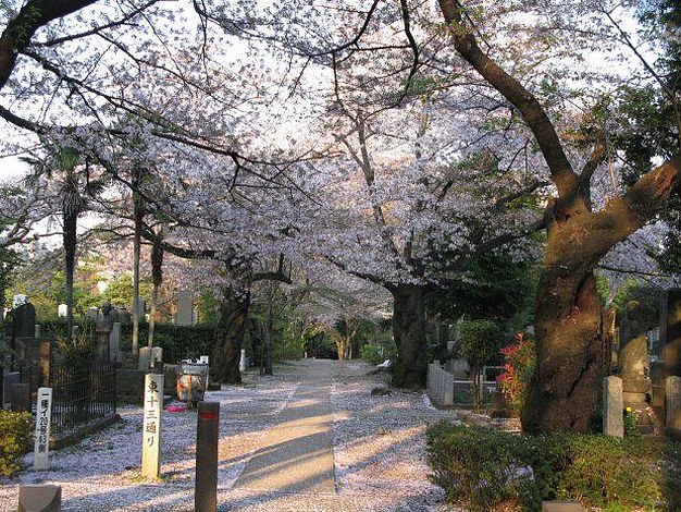 Tradisi melihat sakura di dekat pemakaman