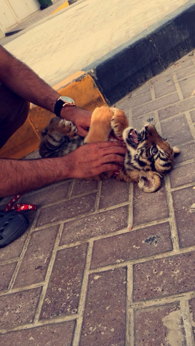 15 Gaya Hidup Mewah di Dubai yang Nggak Masuk Akal. Dari Gigi Sampai Makanan, Semua Dibalut Emas!