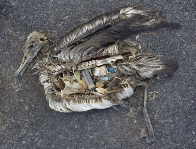 Lihat yang Kamu Lakukan Jika Buang Sampah Sembarangan. Banyak Hewan Terancam Punah Karenanya 20