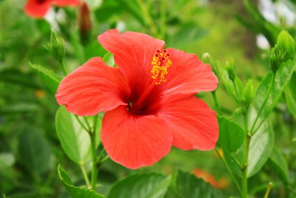 Natural Home Remedies