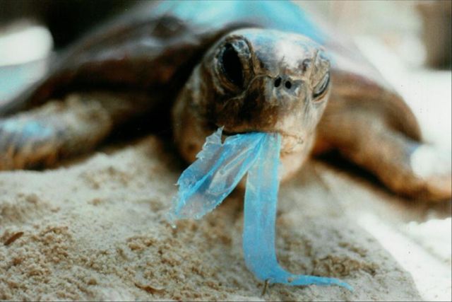 Lihat yang Kamu Lakukan Jika Buang Sampah Sembarangan. Banyak Hewan Terancam Punah Karenanya 18