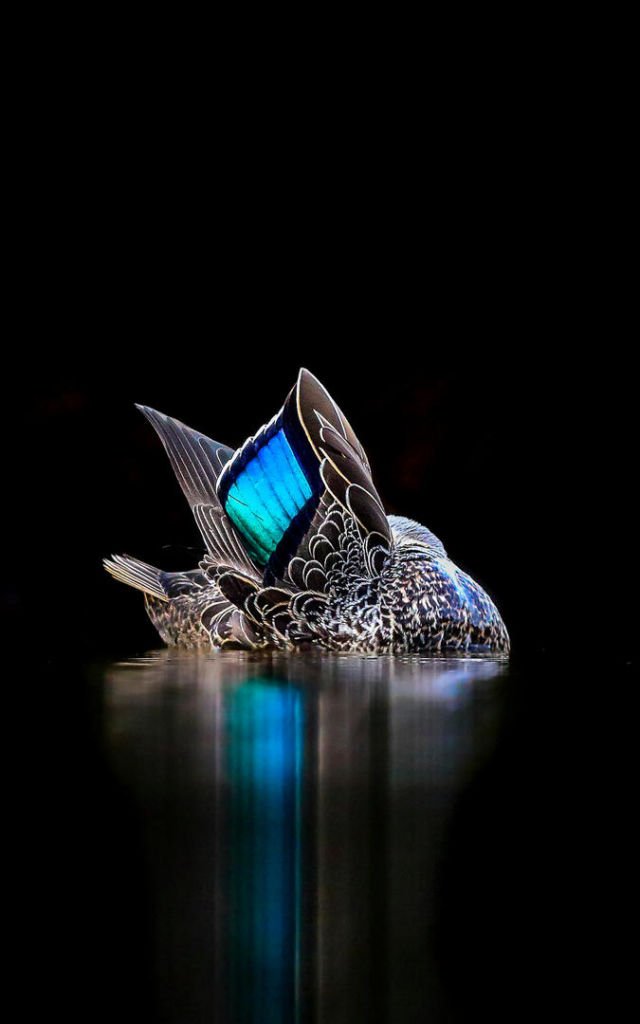 Parade Foto Burung Terbaik Tahun 2017 Sudah Dirilis. Karya Fotografer Dunia yang Menakjubkan!