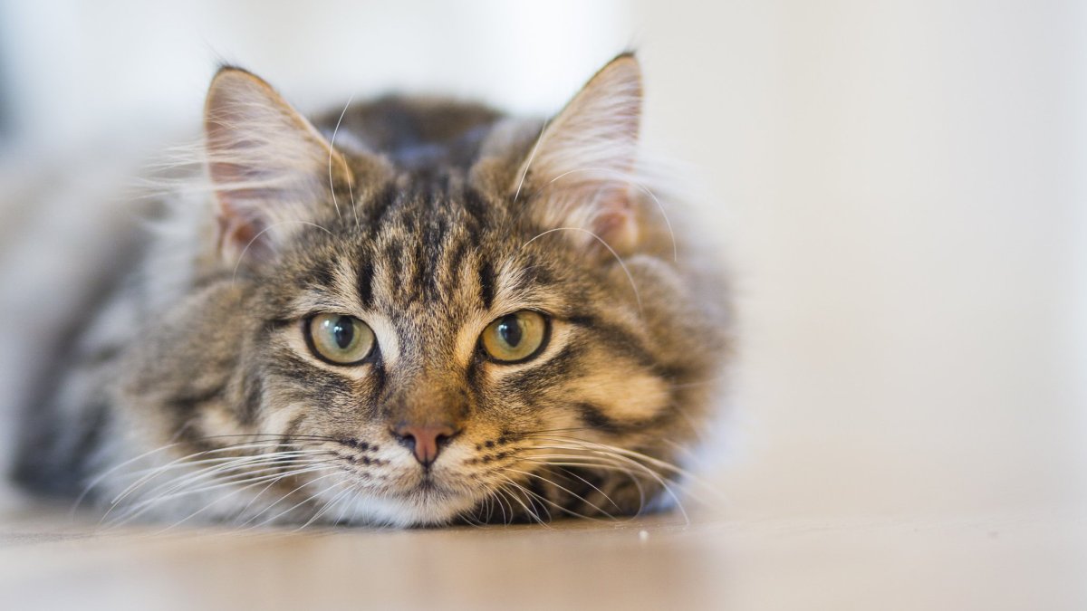 Kucing Bukan Satu-Satunya Penyebab Toksoplasma