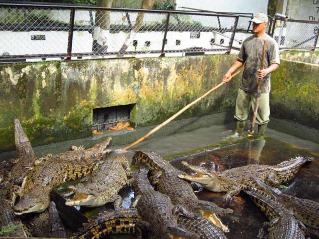 Ada 4 Alasan Logis Kenapa Akhir-akhir Ini Buaya Sering Menyerang Manusia. Jangan Percaya Mitos Aja!