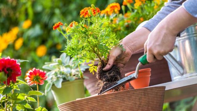 Gardening
