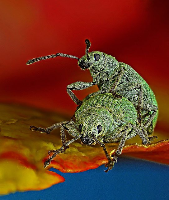 15 Foto Pemenang Kompetisi Nikon Mikro Fotografi. Dunia Mini Penuh Misteri ya!