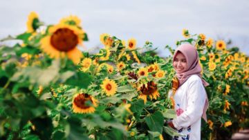 Kebun Bunga Matahari, Destinasi Hits di Bantul yang Harus Kamu Datangi!