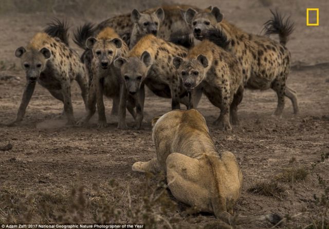 12 Foto Menakjubkan dari Kompetisi Foto National Geographic. Kualitasnya Level Dunia!