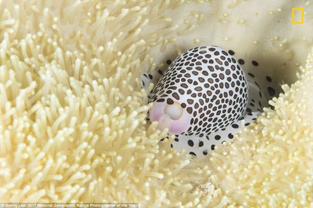 12 Foto Menakjubkan dari Kompetisi Foto National Geographic. Kualitasnya Level Dunia!