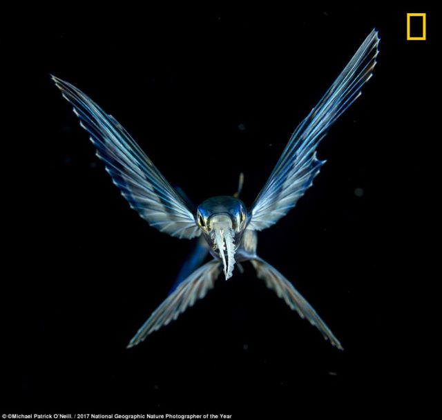 12 Foto Menakjubkan dari Kompetisi Foto National Geographic. Kualitasnya Level Dunia!