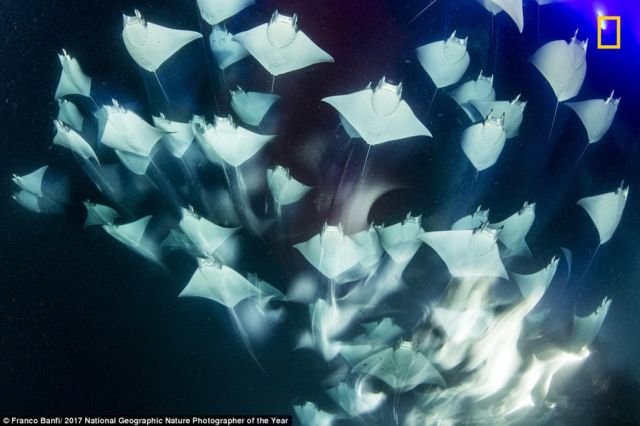 12 Foto Menakjubkan dari Kompetisi Foto National Geographic. Kualitasnya Level Dunia!