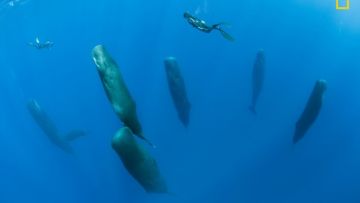 12 Foto Menakjubkan dari Kompetisi Foto National Geographic. Kualitasnya Level Dunia!