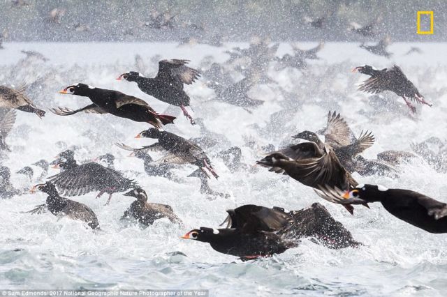 12 Foto Menakjubkan dari Kompetisi Foto National Geographic. Kualitasnya Level Dunia!