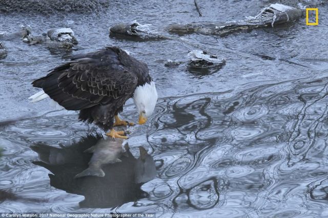 12 Foto Menakjubkan dari Kompetisi Foto National Geographic. Kualitasnya Level Dunia!