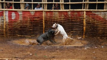 Adu Celeng vs Anjing Dibilang Keji, Tapi Terlanjur Jadi Tradisi