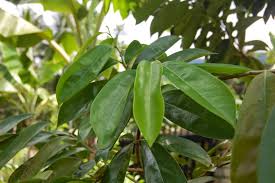 Cara mudah memanfaatkan daun sirsak