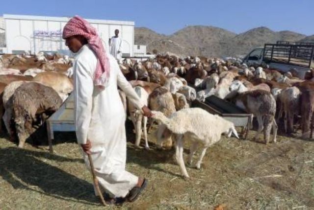 8 Alasan yang Bikin Kamu Bukan hanya Ingin Haji, Tapi Ingin Menetap di Arab Saudi! 8 kurban, di arab sangatlah populer