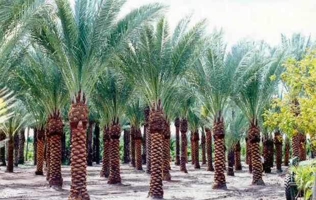 8 Alasan yang Bikin Kamu Bukan hanya Ingin Haji, Tapi Ingin Menetap di Arab Saudi! 7 kurma di arab saudi