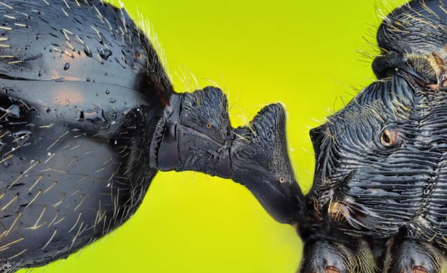 15 Foto Pemenang Kompetisi Nikon Mikro Fotografi. Dunia Mini Penuh Misteri ya!