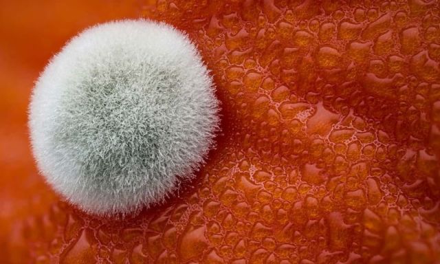 15 Foto Pemenang Kompetisi Nikon Mikro Fotografi. Dunia Mini Penuh Misteri ya!