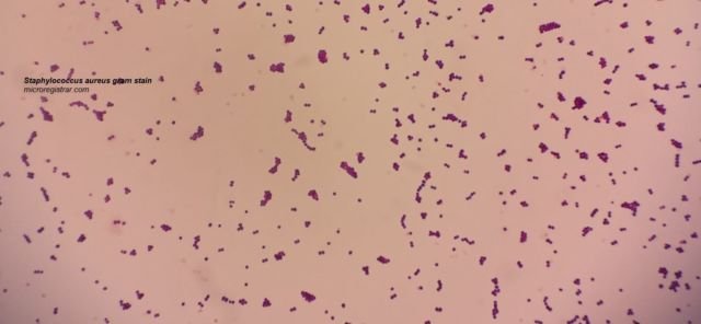 microregistrar.com