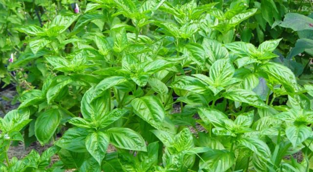 Basil plant