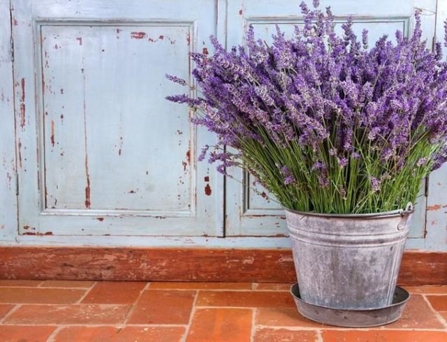 lavender