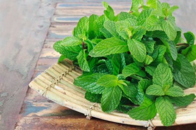 Peppermint