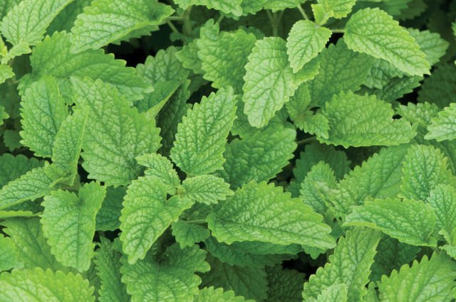 Lemon balm