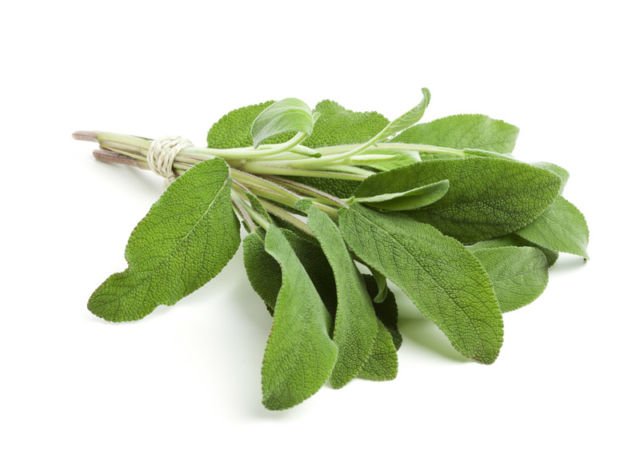 Sage