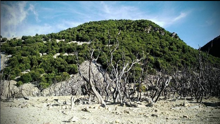 Landsape View dari Hutan Mati Gunung Papandayan By @rurydermawan