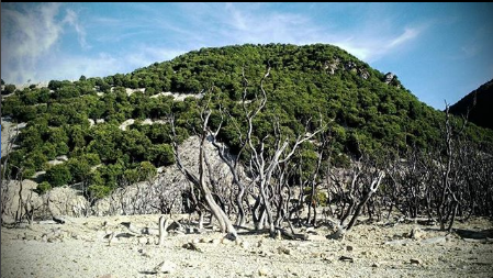 hipwee Hutan Mati Gunung Papandayan By Rury Dermawan Jelajah Garut